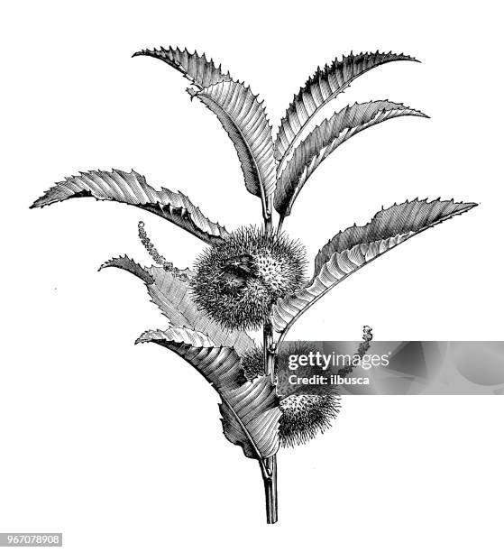 illustrations, cliparts, dessins animés et icônes de plantes de botanique antique illustration de gravure : castanea sativa (chataignier) - chataignes