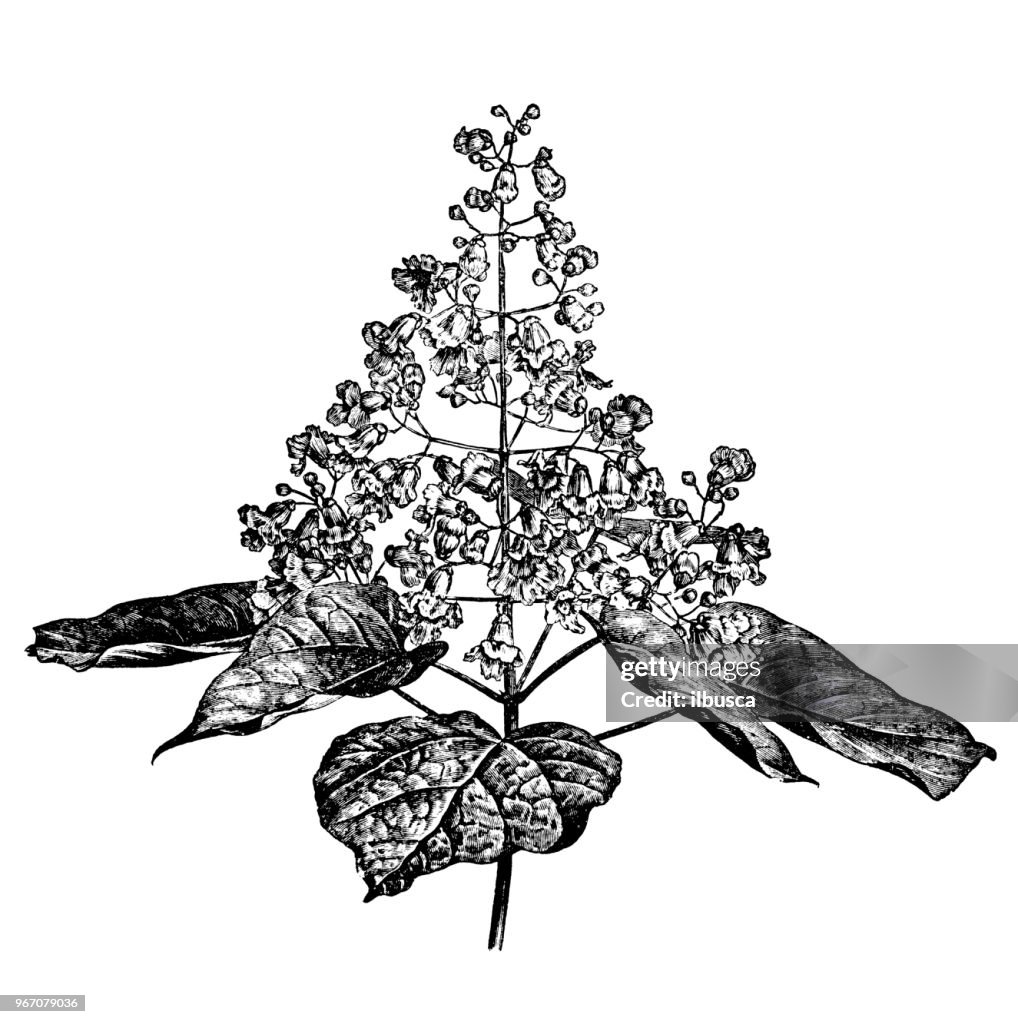 Botany plants antique engraving illustration: Catalpa bignonioides