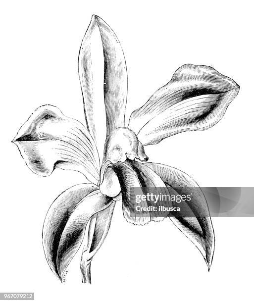 botany plants antique engraving illustration: cattleya bicolor - cattleya orchid stock illustrations
