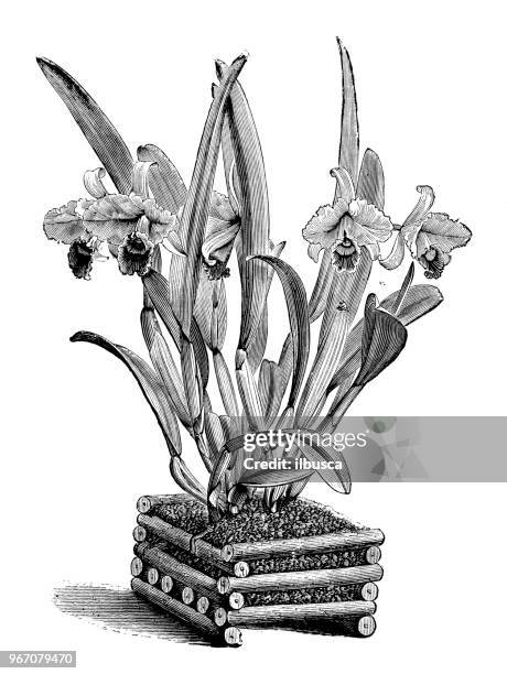 botany plants antique engraving illustration: cattleya trianae (flor de mayo, may flower) - cattleya trianae stock illustrations