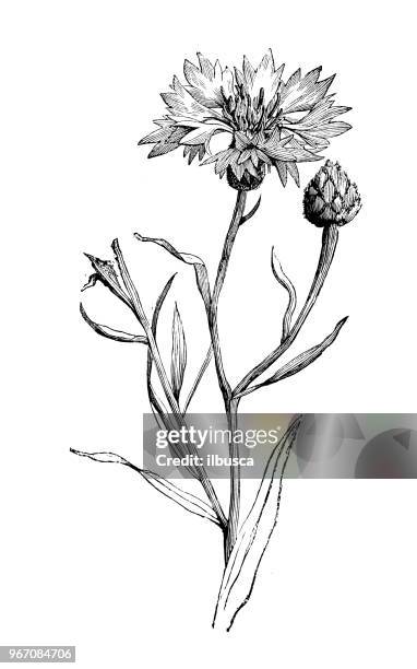 ilustrações, clipart, desenhos animados e ícones de plantas de botânica antiga ilustração de gravura: centaurea cyanus, centáurea - centáurea