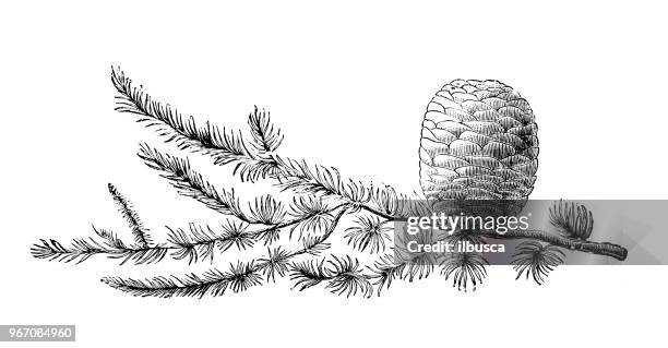 botanik pflanzen antik gravur abbildung: cedrus libani (libanon-zeder) - cedar tree stock-grafiken, -clipart, -cartoons und -symbole