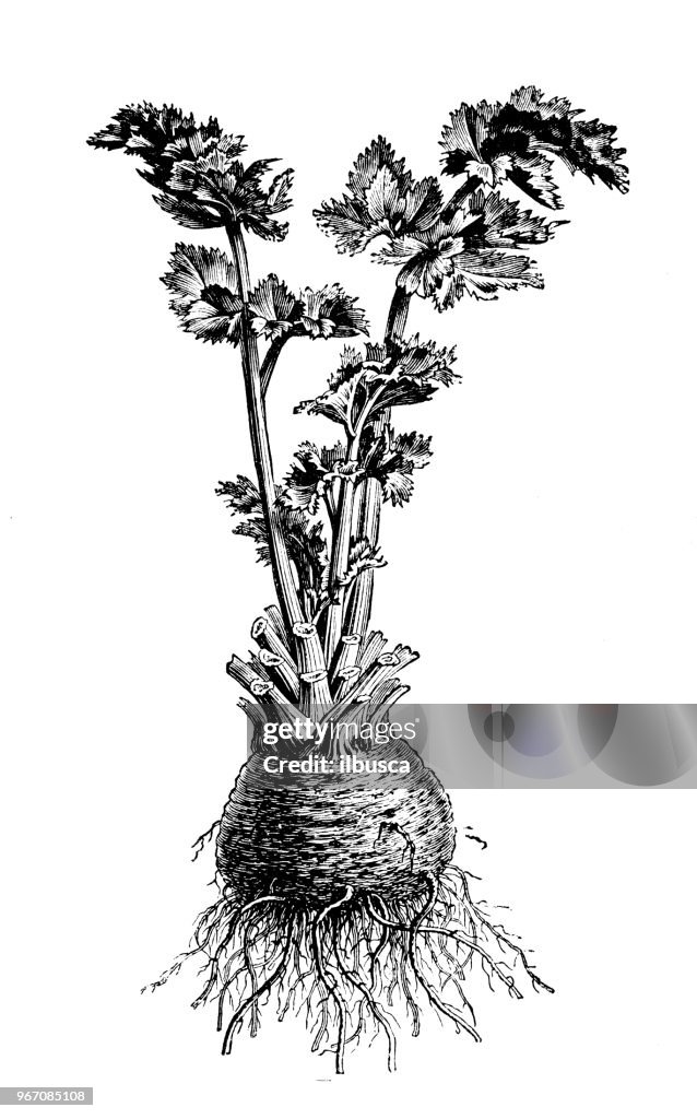 植物學植物仿古雕刻插圖: 芹菜、蘿蔔根芹菜