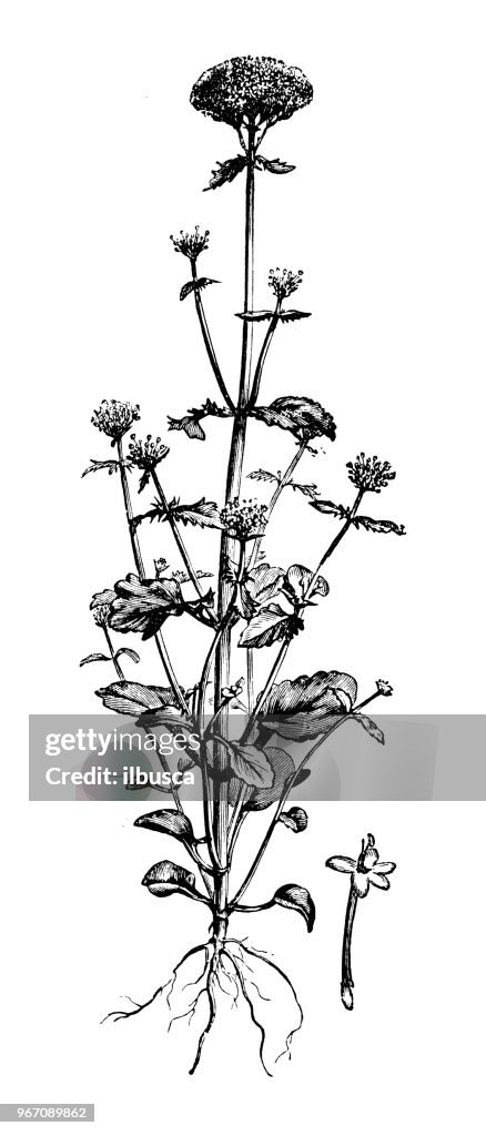 Botany plants antique engraving illustration: Centranthus macrosiphon, long-spurred valerian