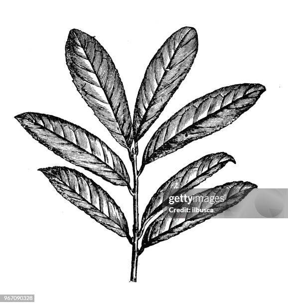 botany plants antique engraving illustration: prunus laurocerasus, cherry laurel, common laurel - cherry laurel stock illustrations