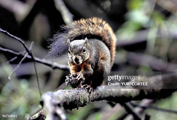 Squirrel is seen eating at the Poas Volcano National Park in Alajuela, some 40 kilometers from San Jose, on February 11, 2010. Poas Volcano National...