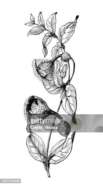 stockillustraties, clipart, cartoons en iconen met plantkunde planten antieke gravure illustratie: ceropegia elegans - elegans
