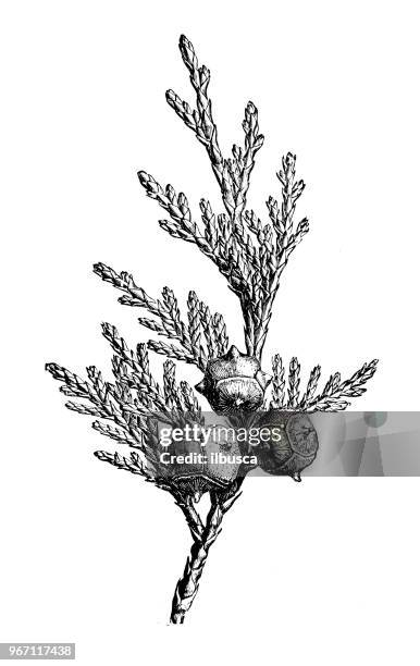 bildbanksillustrationer, clip art samt tecknat material och ikoner med botanik växter antik gravyr illustration: cupressus nootkatensis, nootka cypress, gul alaska cypress, gul ceder, nootka cederträ, cypress, alaska ceder - cederträd