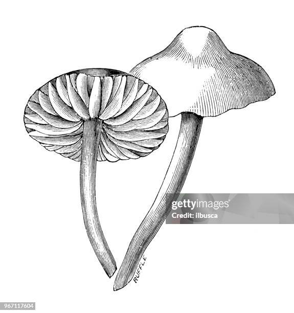 botany plants antique engraving illustration: marasmius oreades, scotch bonnet, fairy ring mushroom - marasmius stock illustrations