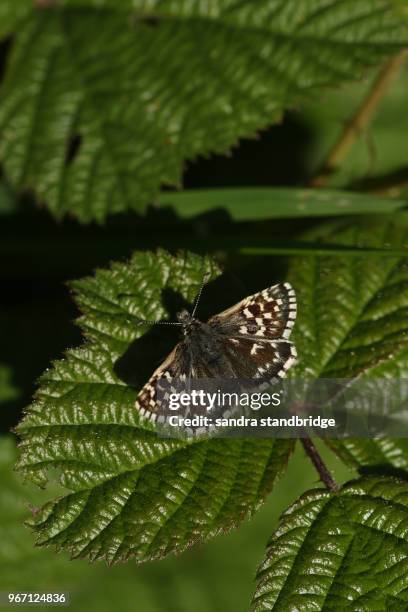 a pretty grizzled skipper butterfly (pyrgus malvae) perching on a leaf. - dunstable stock-fotos und bilder