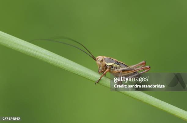 a stunning roesel's bush-cricket (metrioptera roeselii) perching on a blade of grass. - saltamontes fotografías e imágenes de stock