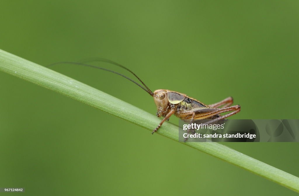 A stunning Roesel's Bush-cricket (Metrioptera roeselii) perching on a blade of grass.
