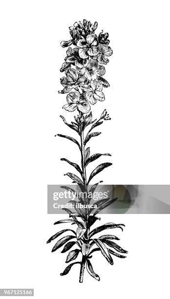 botany plants antique engraving illustration: erysimum cheiri, cheiranthus cheiri, wallflower - erysimum cheiri stock illustrations