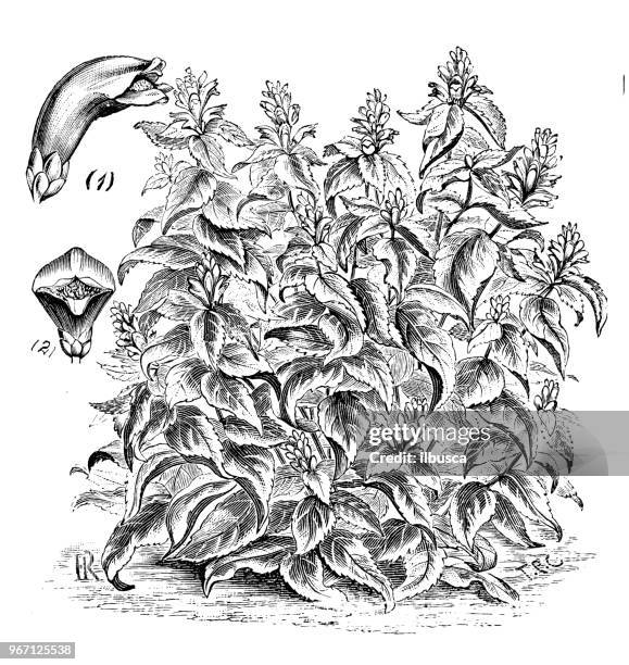 botany plants antique engraving illustration: chelone lyonii, hot lips - chelone stock illustrations
