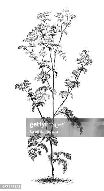 botany plants antique engraving illustration: chervil - chervil stock illustrations