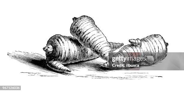 botany plants antique engraving illustration: roots of bulbous chervil - chervil stock illustrations