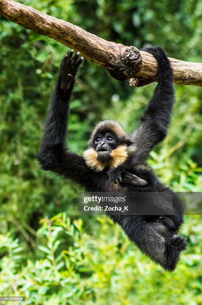 Gibbon acrobat - fast moving monkey