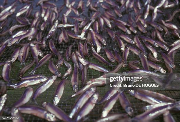 Activités de pêche au lac Tanganyika, le 28 décembre 1992 au Burundi.