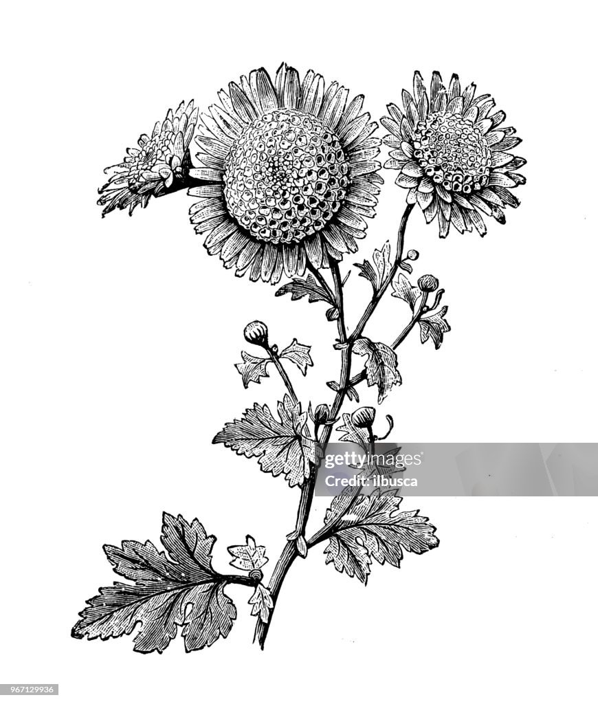 Plantas de botânica antiga ilustração de gravura: anêmona Pompone crisântemo