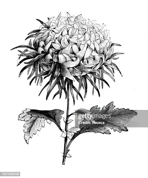 botany plants antique engraving illustration: japanese chrysanthemum chinaman - chrysanthemum illustration stock illustrations