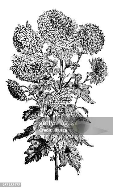 botany plants antique engraving illustration: chrysanthemum sinense - chrysanthemum stock illustrations