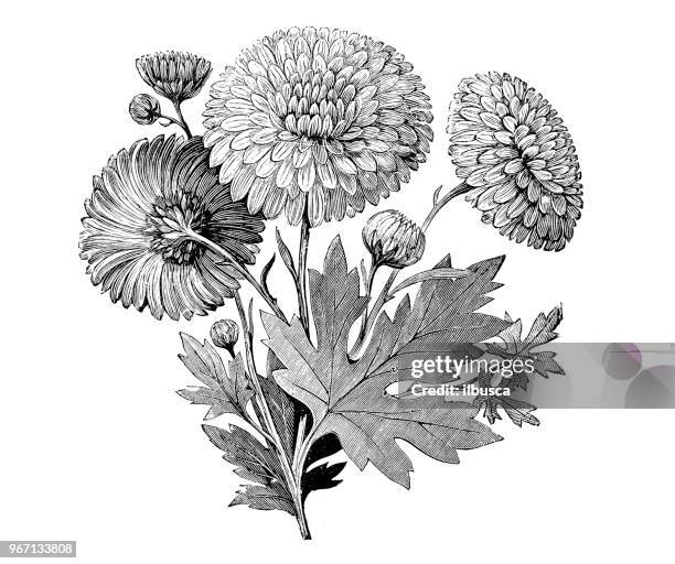 botany plants antique engraving illustration: early flowering chrysanthemum - chrysanthemum stock illustrations