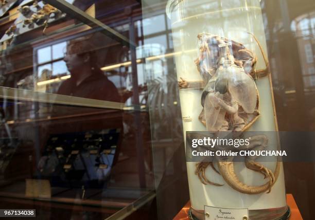 Galerie de paléontologie et d'anatomie comparée du Muséum d'histoire naturelle du jardin des plantes le 14 février, 2014 à Paris, France.