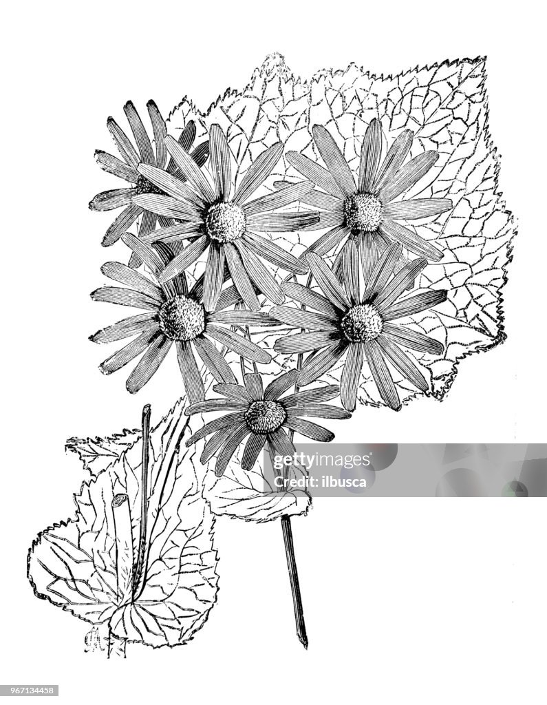 Botany plants antique engraving illustration: Cineraria Cruenta Webberiana