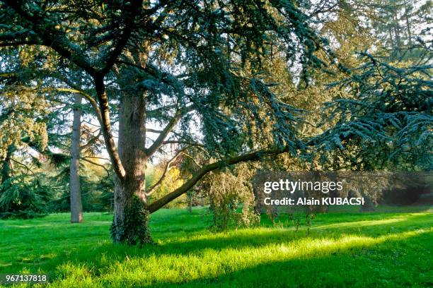 Cèdre bleu de l'Atlas , Arboretum du Bois de Vincennes, Paris, France.