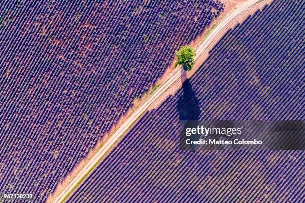 aerial drone view of tree in the lavender, provence, france - overheid photos et images de collection