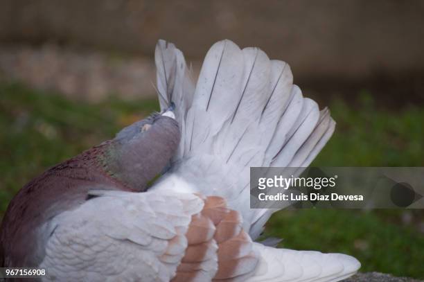 preening dove - columbiformes stock-fotos und bilder