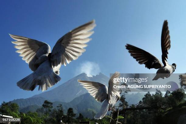 Pigeons take to the air as Merapi volcano continues to emit smoke from its crater on June 4, 2018 after spewing volcanic ash for days, as seen from...