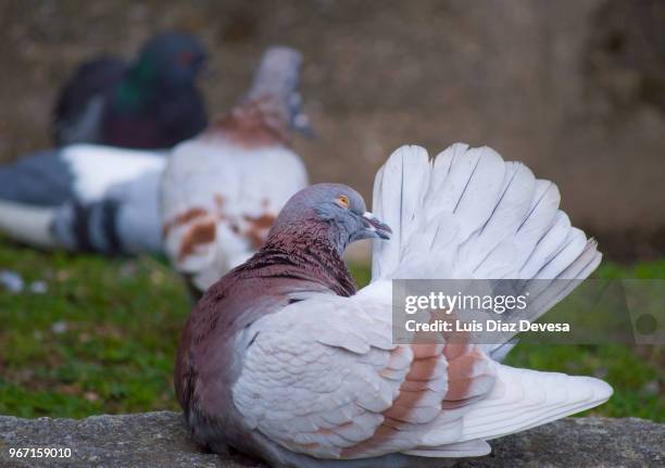 preening dove - columbiformes stock pictures, royalty-free photos & images