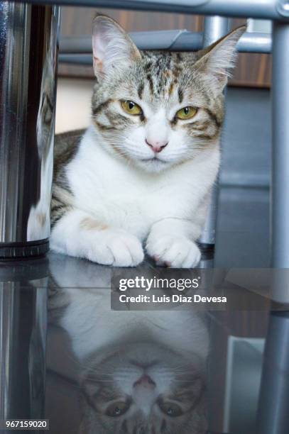 cat sitting - heterochromatin stock pictures, royalty-free photos & images