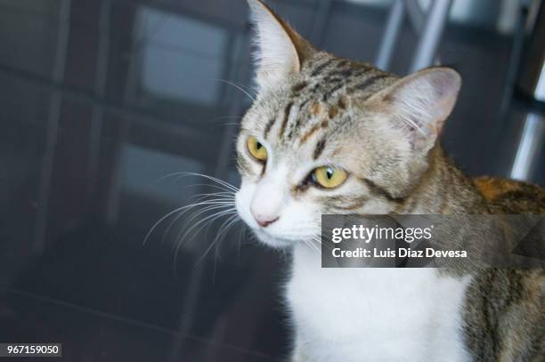 cat sitting - heterochromatin stock pictures, royalty-free photos & images