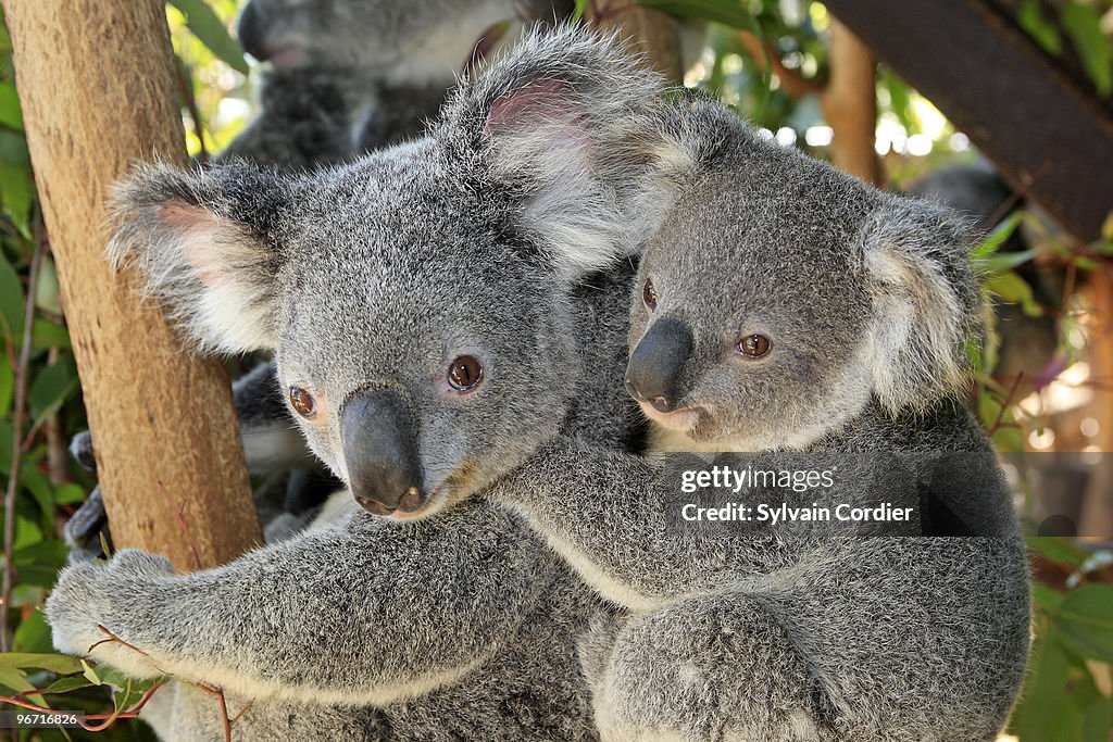 KOALA