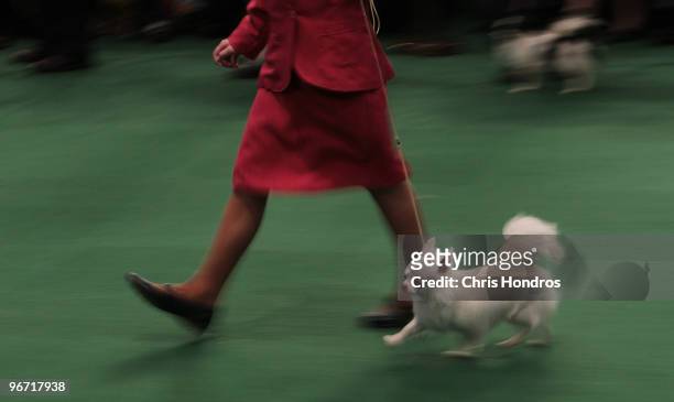 Kristen Bolling of Union Bridge, Maryland shows Snow, her Chihuahua Long, in a ring at the Westminster Kennel Club Dog Show February 15, 2010 in New...