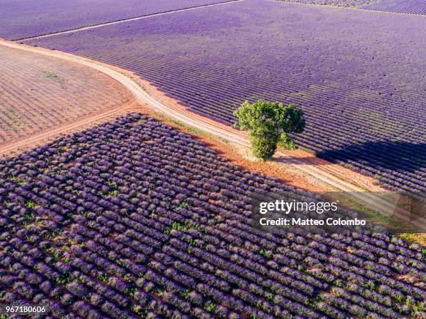 Aerial drone view of tree in the lavender, Provence, France