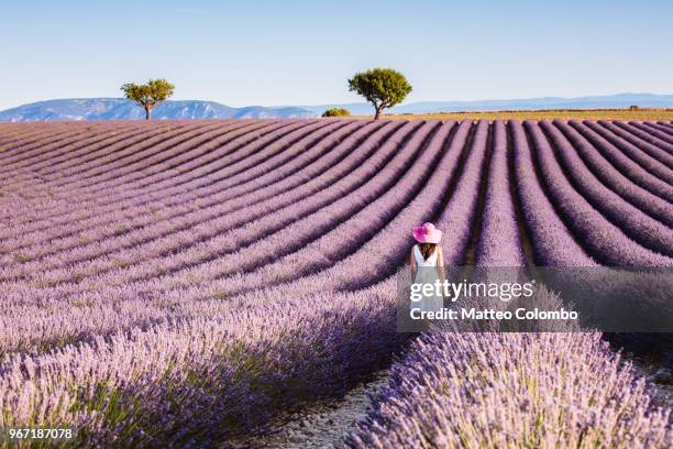 woman in the lavender, provence, france - purple hat stock pictures, royalty-free photos & images