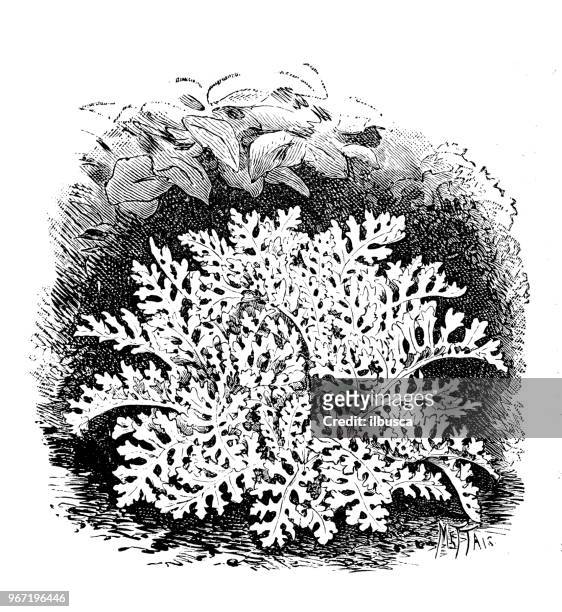 botany plants antique engraving illustration: cineraria maritima - cineraria maritima stock illustrations