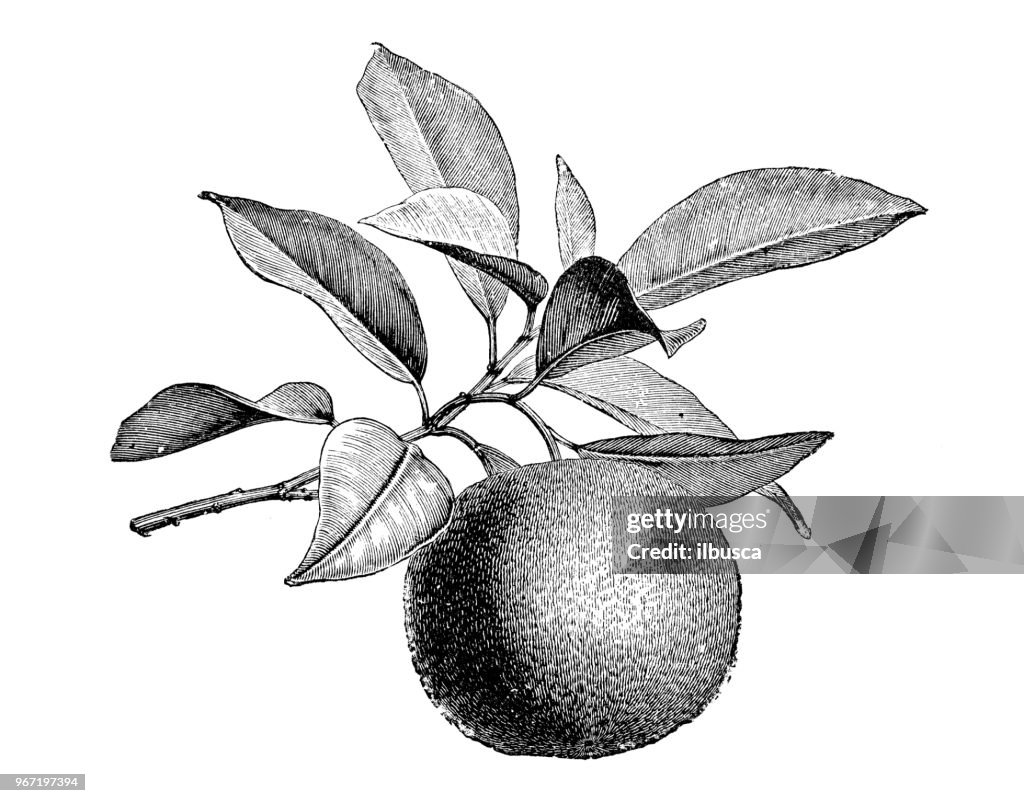 Botany plants antique engraving illustration: Citrus aurantium, Bitter orange, Seville orange, sour orange, bigarade orange