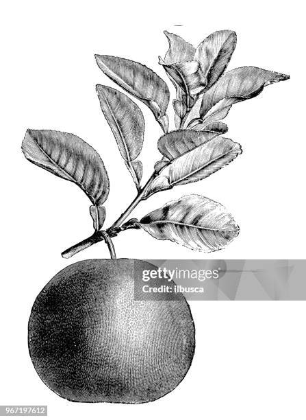 23点のcitrus Grandisのストックフォト Getty Images 23点のcitrus Grandisのストックフォト Getty Images