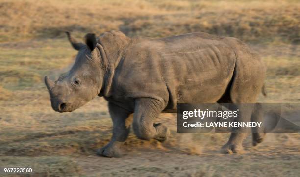 rhino running, lake nakuru national park, kenya - lake nakuru fotografías e imágenes de stock