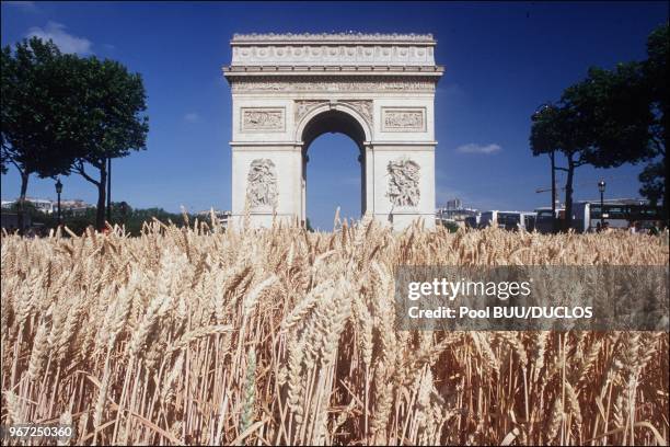 . GRANDE MOISSON SUR LES CHAMPS ELYSEES.