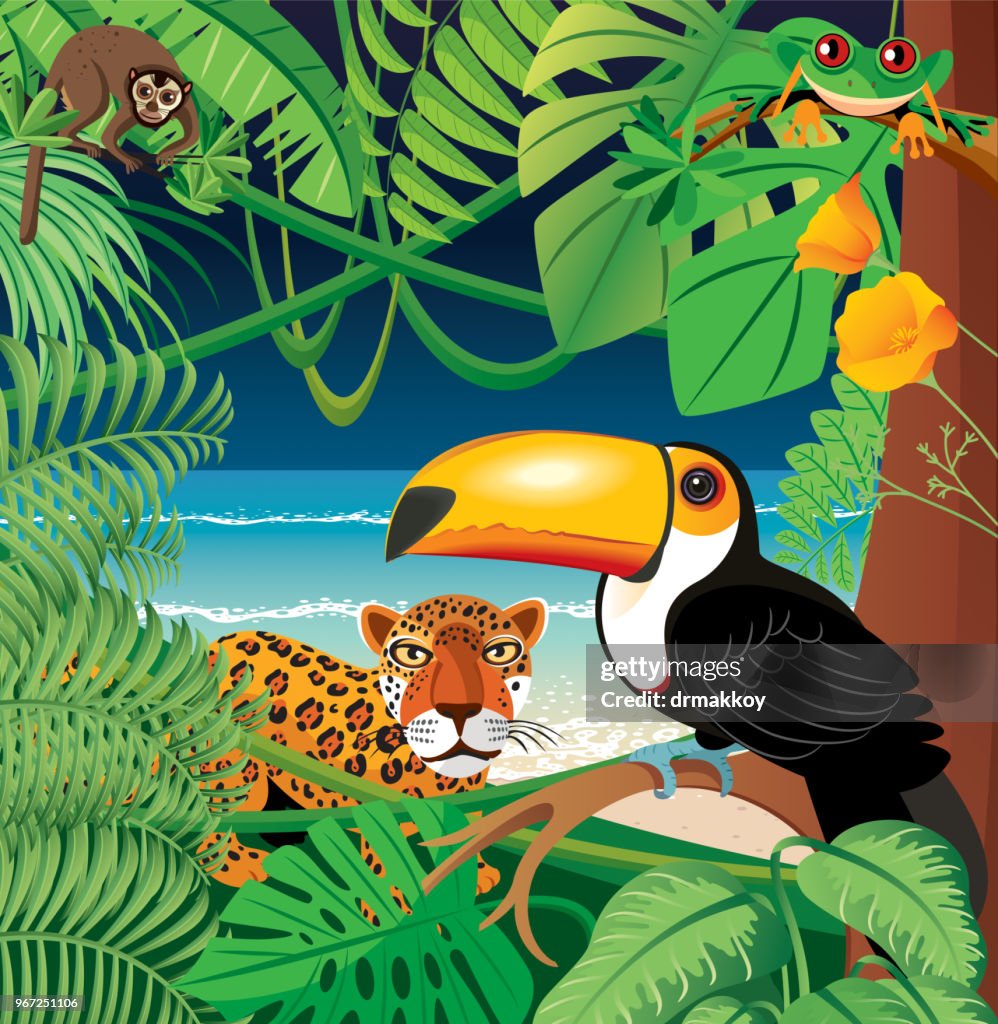 Toucan And Amazon rainforest