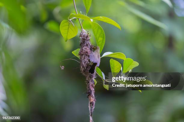 nest weaver bird hanging on branch, building bird nest in the forest, nature background - plat thai stock pictures, royalty-free photos & images