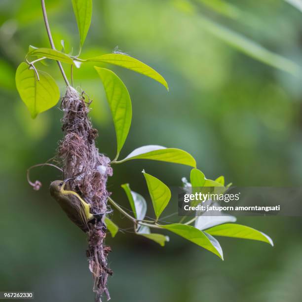 nest weaver bird hanging on branch, building bird nest in the garden, nature background - plat thai stock pictures, royalty-free photos & images