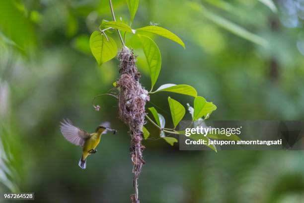 weaver bird building nest, bird nest hanging on tree branches, building bird nest in the garden, nature background - plat thai stock pictures, royalty-free photos & images