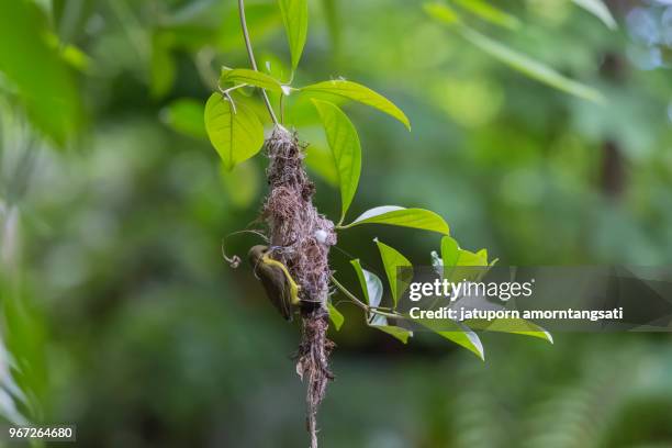 bird and bird nest in the garden on tree, nature background - plat thai stock pictures, royalty-free photos & images