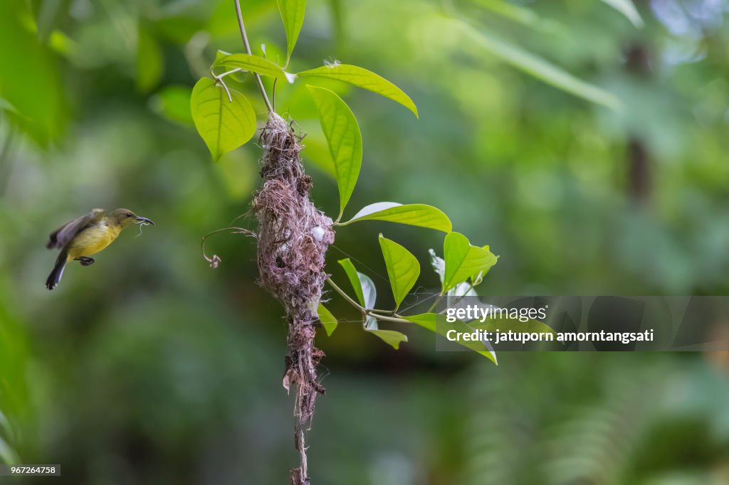 Cute Bird and Bird nest in the garden on Tree, nature background